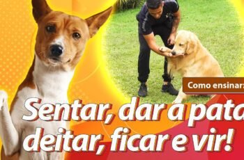 COMO VIAJAR COM CACHORRO | 5 dicas pra você viajar com PET | DESTINOS, ROTEIROS e HOSPEDAGENS