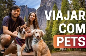 Como ensinar seu cachorro os 5 COMANDOS MAIS IMPORTANTES no adestramento!