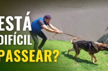 Como CUIDAR de um CACHORRO para que ele VIVA MAIS 🐕