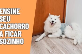 12 Coisas Perigosas Que Você Faz Com o Seu Cachorro Sem Nem Se Dar Conta
