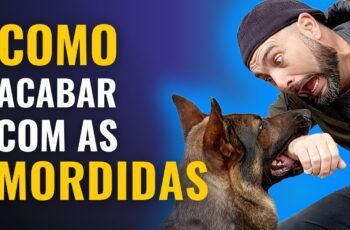 Como Entender Seu Cão