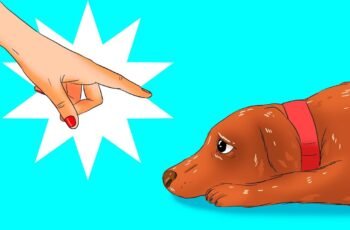 Sem ansiedade de separação: dicas para ensinar seu cachorro a ficar sozinho!