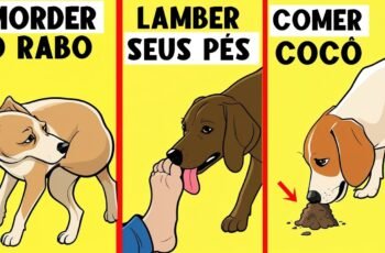 COMO ADESTRAR UM CACHORRO FILHOTE (TREINO NA PRÁTICA)