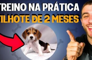Como CUIDAR de um CACHORRO para que ele VIVA MAIS 🐕