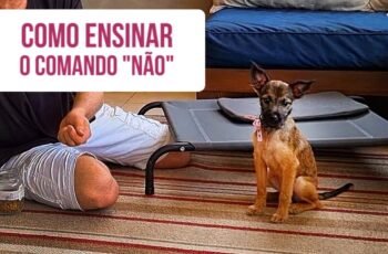 Como ensinar seu cachorro os 5 COMANDOS MAIS IMPORTANTES no adestramento!