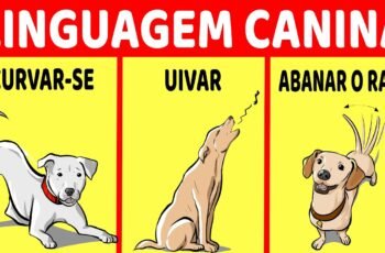 O FIM DAS MORDIDAS – APRENDA o que fazer para seu cachorro PARAR DE MORDER